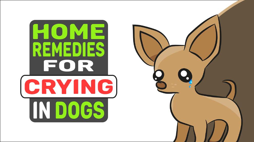 Home Remedies For Crying In Dogs