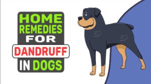 Home Remedies For Dandruff In Dogs
