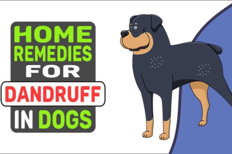 Home Remedies For Dandruff In Dogs