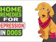 Home Remedies For Depression In Dogs