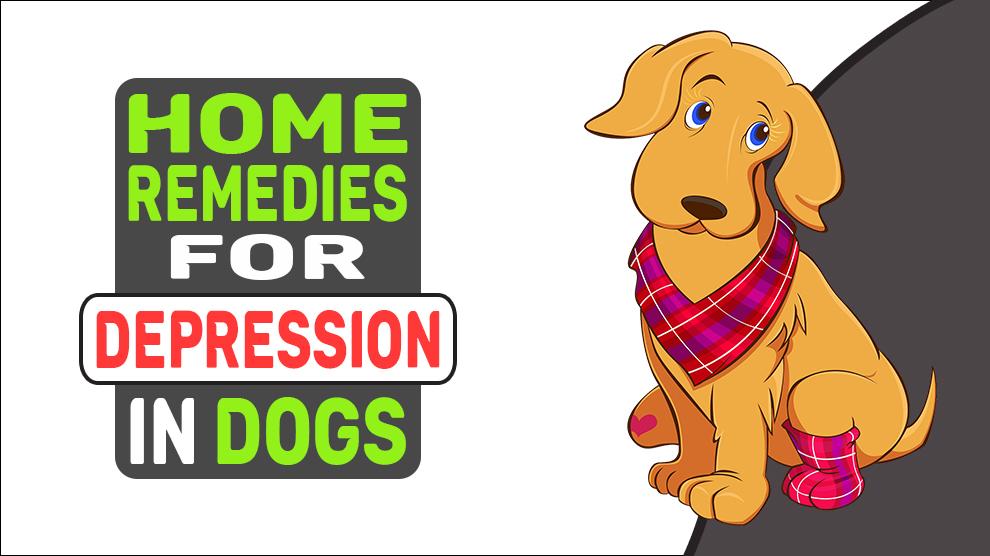 Home Remedies For Depression In Dogs