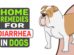 Home Remedies For Diarrhea In Dogs