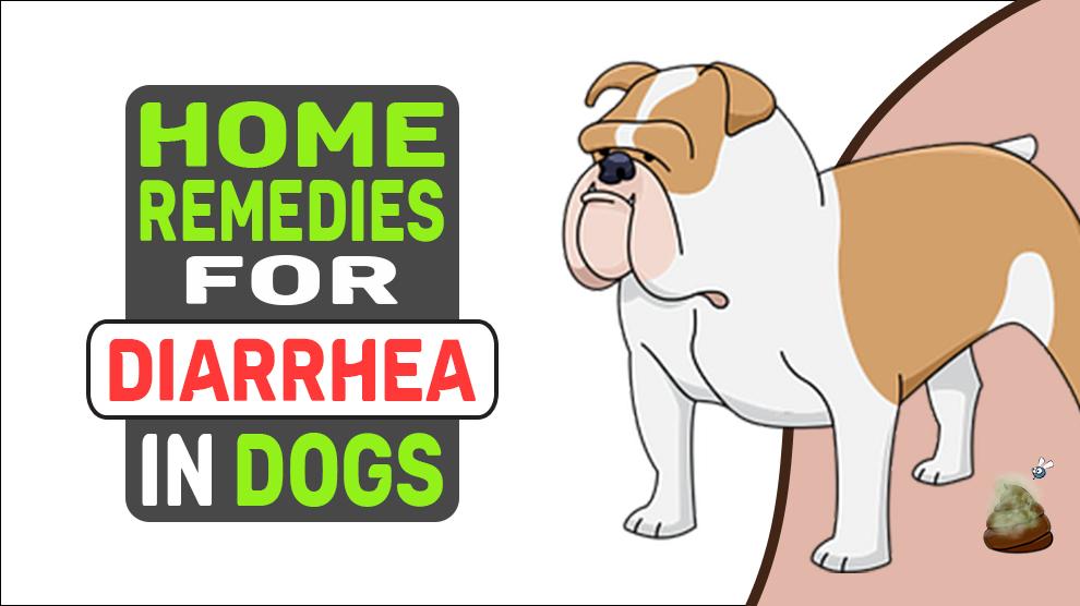 Home Remedies For Diarrhea In Dogs