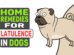 Home Remedies For Flatulence In Dogs