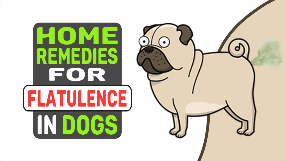 Home Remedies For Flatulence In Dogs