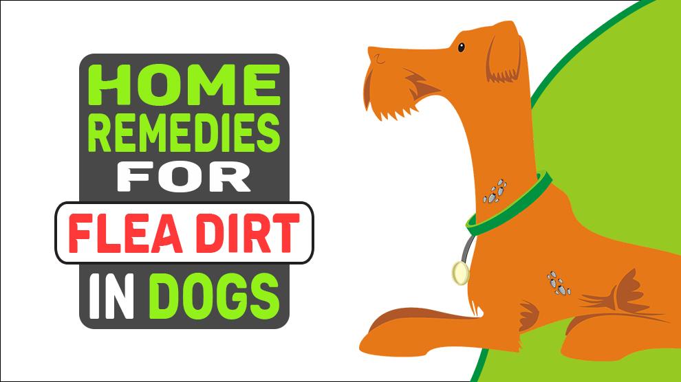 Home Remedies For Flea Dirt In Dogs
