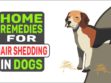 Home Remedies For Hair Shedding In Dogs