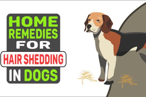 Home Remedies For Hair Shedding In Dogs
