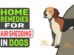 Home Remedies For Hair Shedding In Dogs