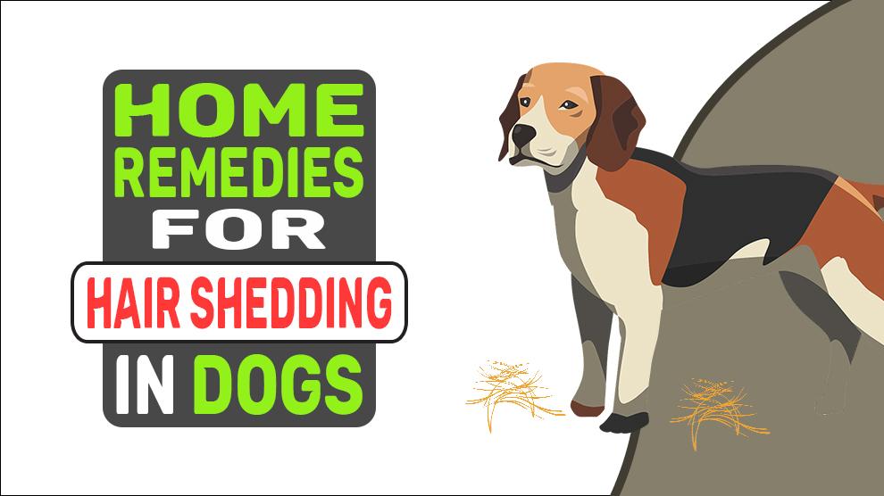 Home Remedies For Hair Shedding In Dogs
