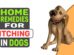 Home Remedies For Itching In Dogs