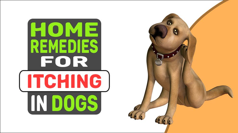 Home Remedies For Itching In Dogs