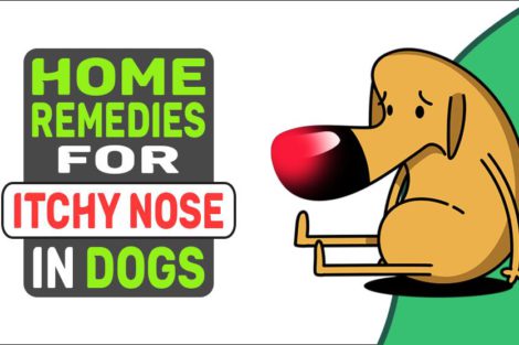 Home Remedies For Itchy Nose In Dogs