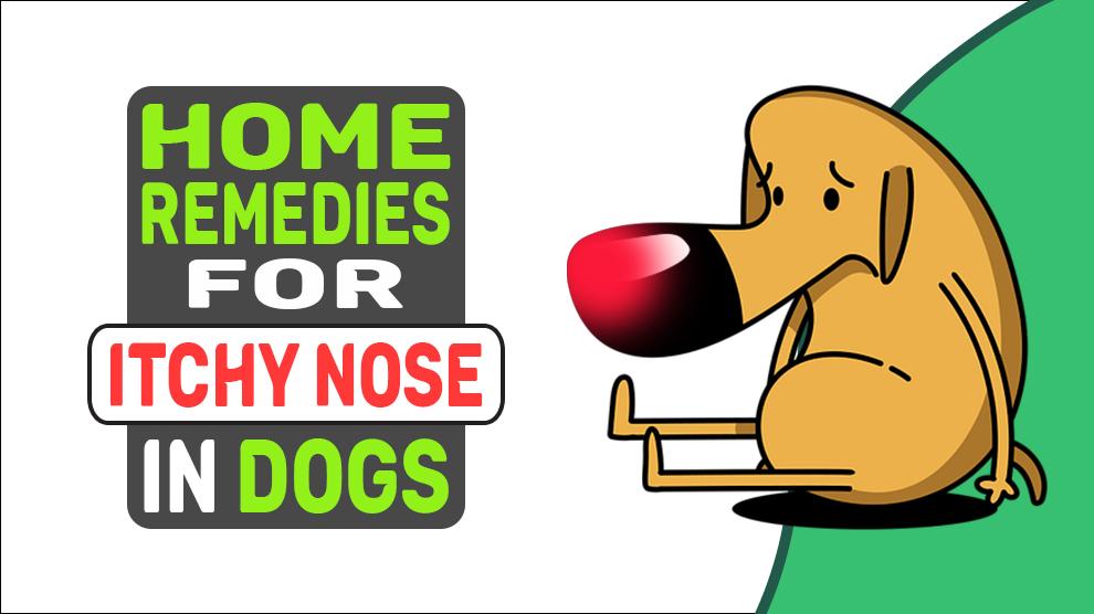 Home Remedies For Itchy Nose In Dogs