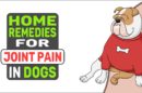 Home Remedies For Joint Pain In Dogs