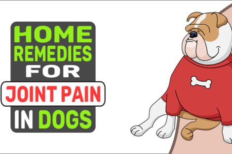 Home Remedies For Joint Pain In Dogs