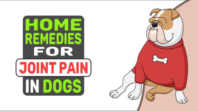 Home Remedies For Joint Pain In Dogs - Petmoo - Treatment Of Joint Pain In Canines