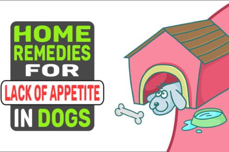 Home Remedies For Lack Of Appetite In Dogs
