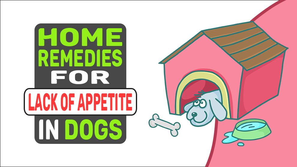 Home Remedies For Lack Of Appetite In Dogs