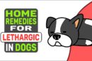 Home Remedies For Lethargic In Dogs