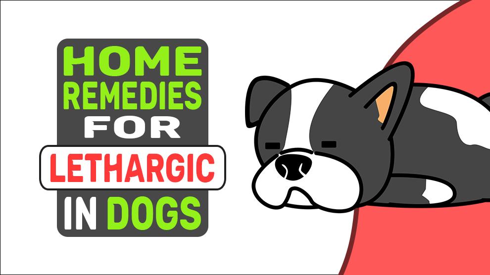 Home Remedies For Lethargic In Dogs