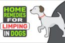 Home Remedies For Limping In Dogs