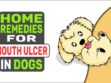 Home Remedies For Mouth Ulcer In Dogs