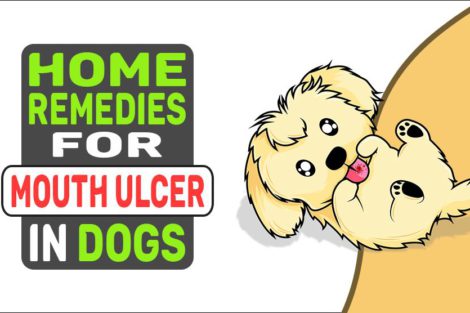 Home Remedies For Mouth Ulcer In Dogs