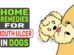 Home Remedies For Mouth Ulcer In Dogs