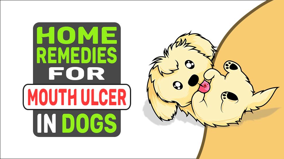 Home Remedies For Mouth Ulcer In Dogs