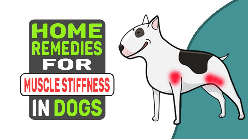 Home Remedies For Muscle Stiffness In Dogs