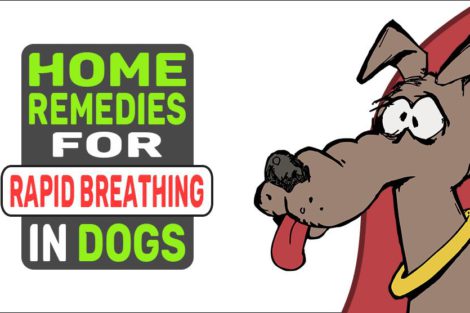 Home Remedies For Rapid Breathing In Dogs