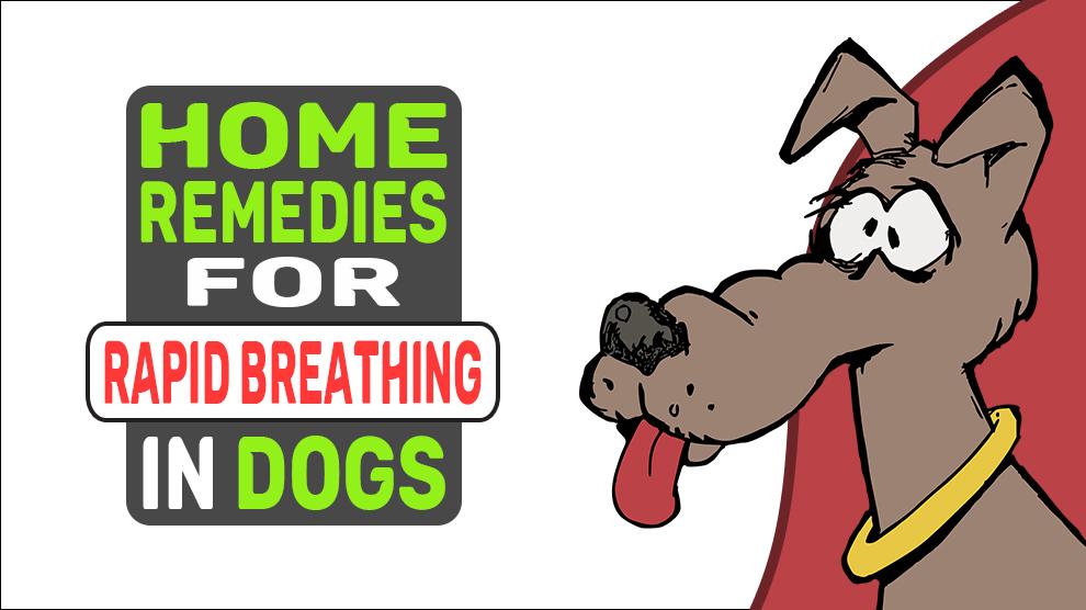 Home Remedies For Rapid Breathing In Dogs