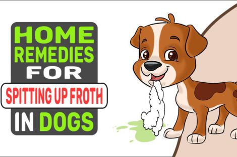 Home Remedies For Spitting Up Froth In Dogs