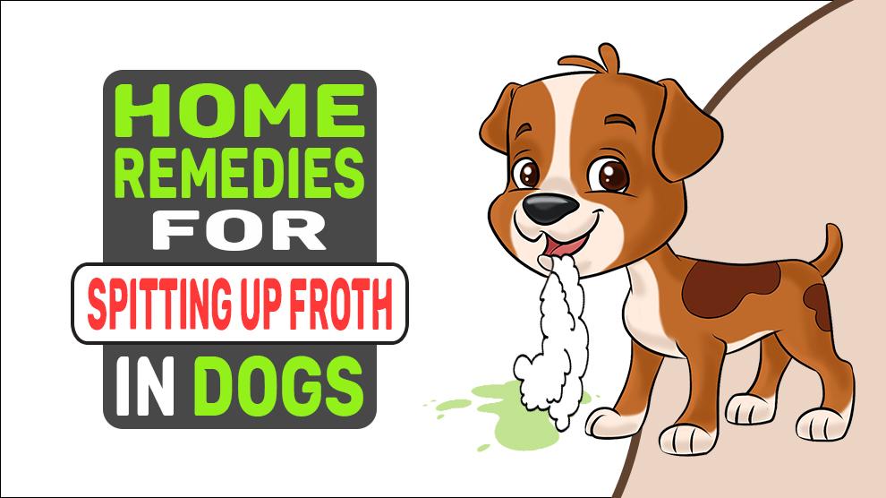 Home Remedies For Spitting Up Froth In Dogs