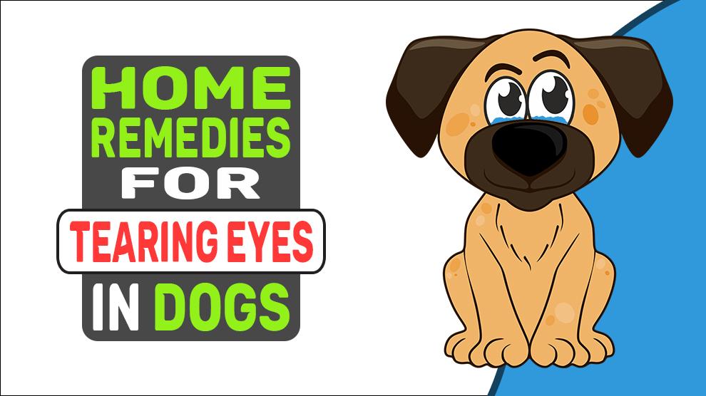 Home Remedies For Tearing Eyes In Dogs