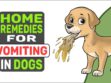 Home Remedies For Vomiting In Dogs