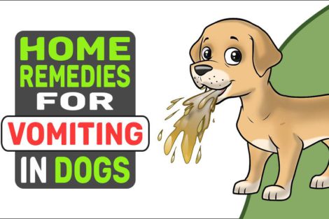 Home Remedies For Vomiting In Dogs