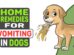 Home Remedies For Vomiting In Dogs