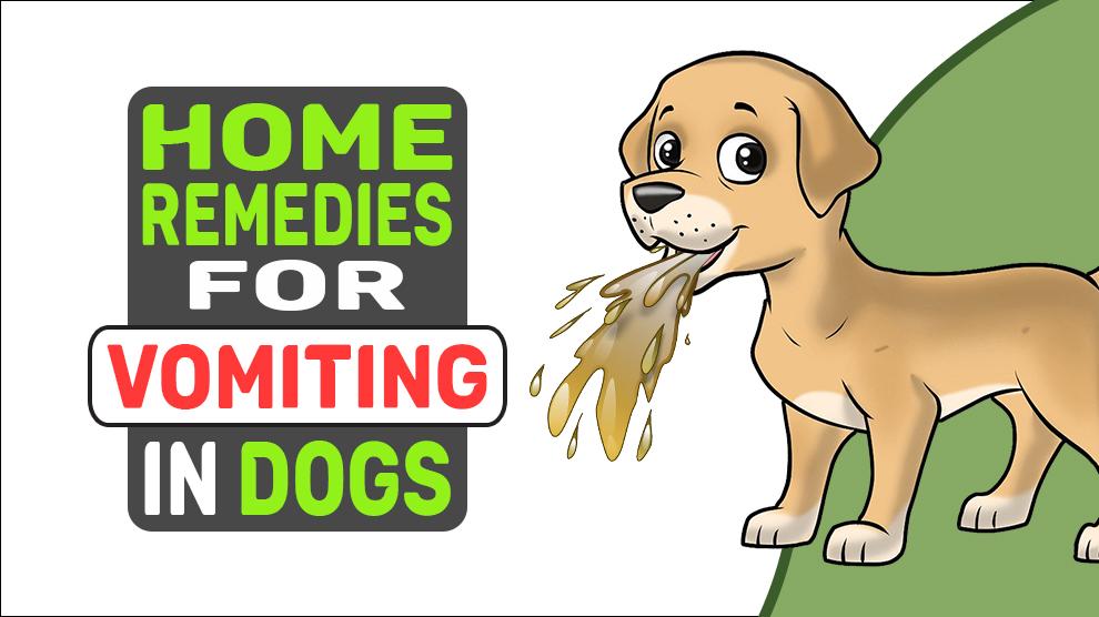 Home Remedies For Vomiting In Dogs