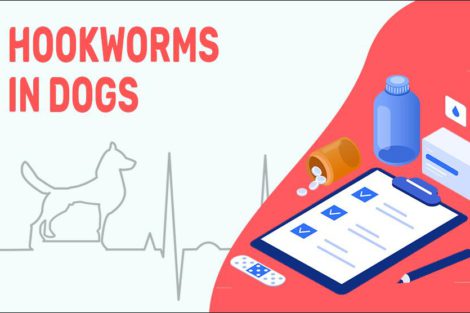 Hookworms In Dogs