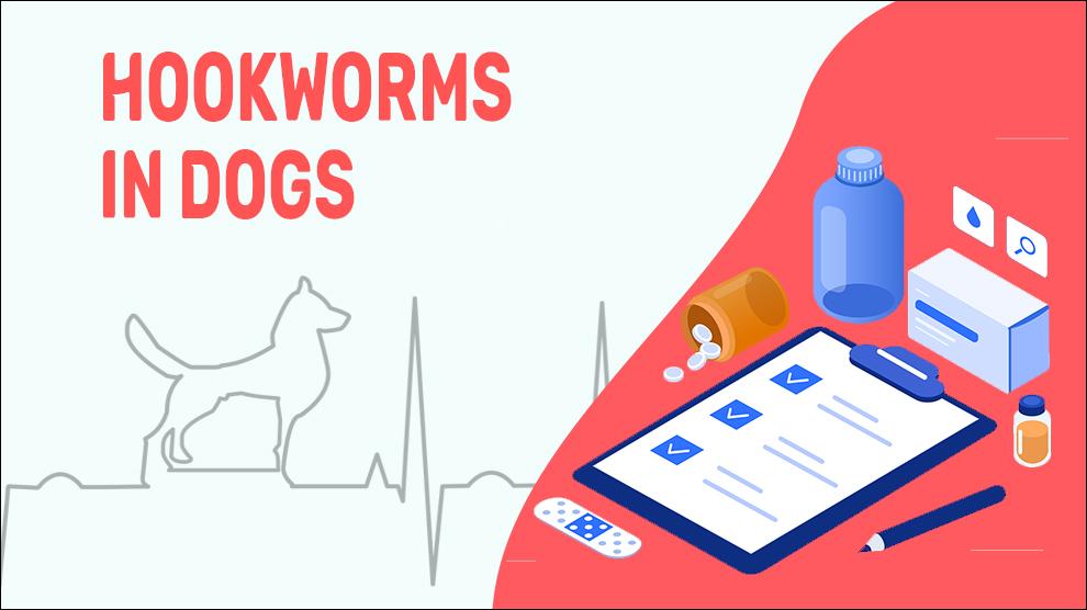 Hookworms In Dogs
