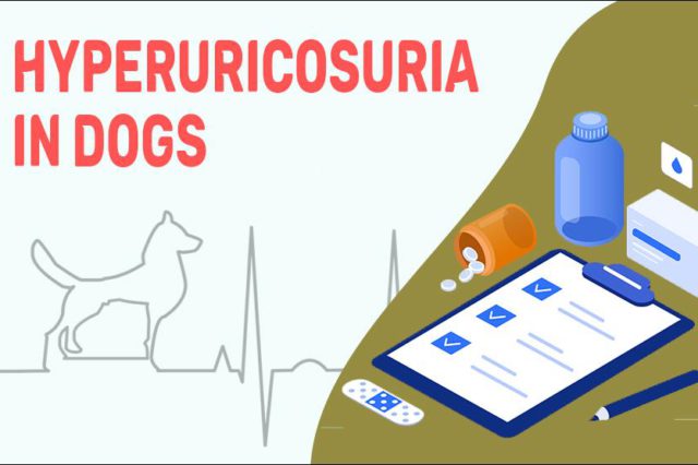Hyperuricosuria In Dogs