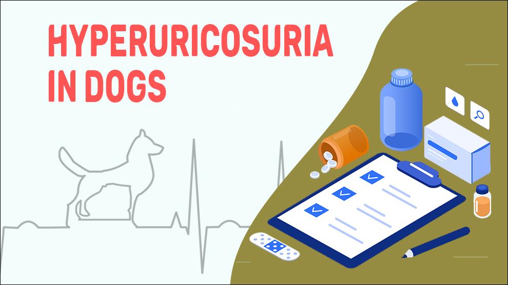 Hyperuricosuria In Dogs