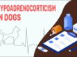 Hypoadrenocorticism In Dogs