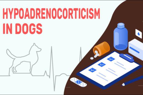 Hypoadrenocorticism In Dogs