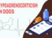 Hypoadrenocorticism In Dogs