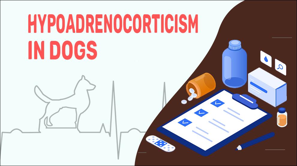 Hypoadrenocorticism In Dogs