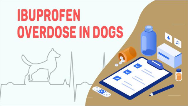 Ibuprofen Overdose In Dogs - Petmoo