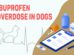 Ibuprofen Overdose In Dogs
